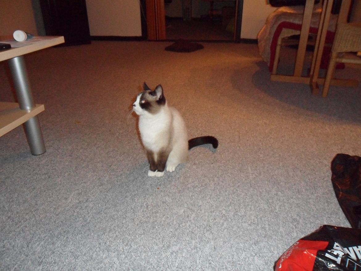 Blanding af racer Perle billede 2