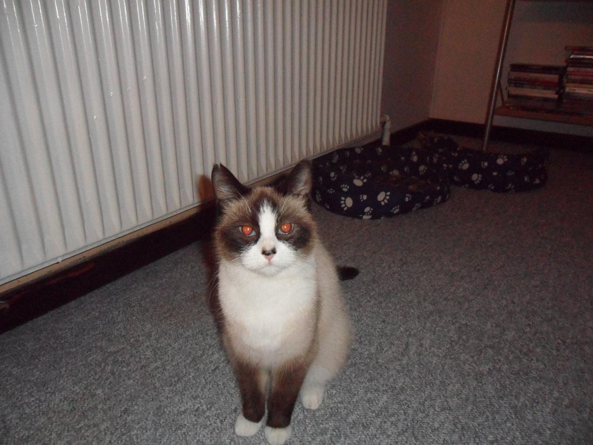 Blanding af racer Perle billede 3