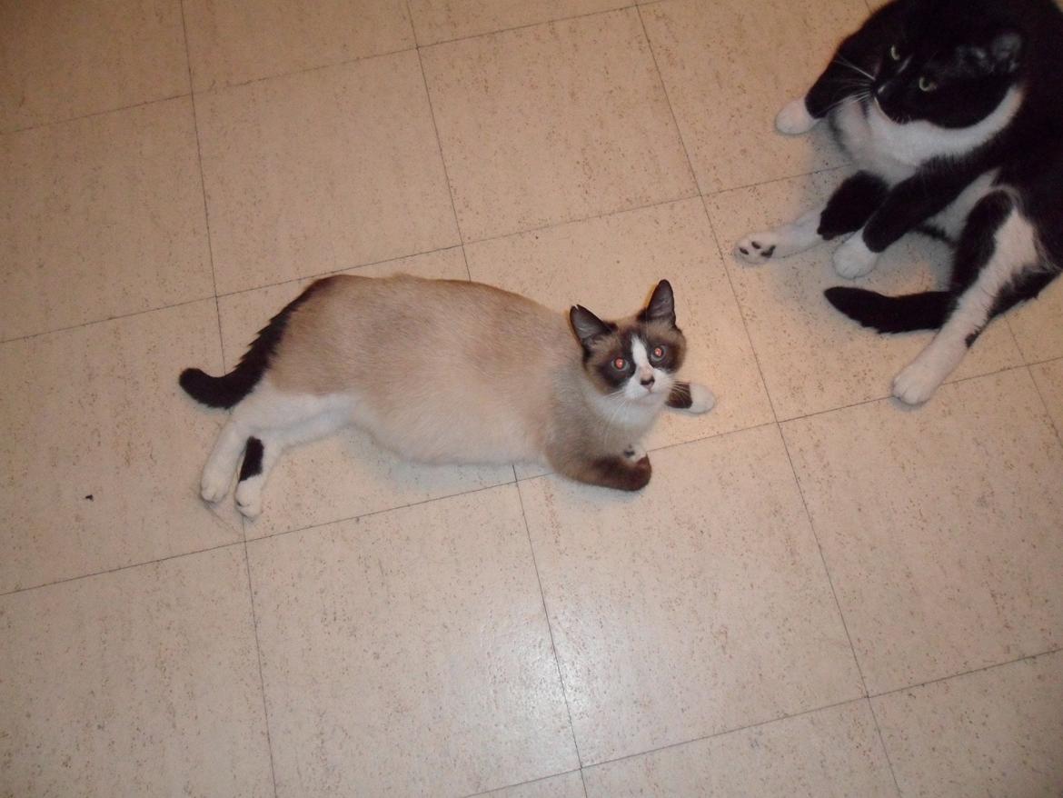 Blanding af racer Perle billede 4