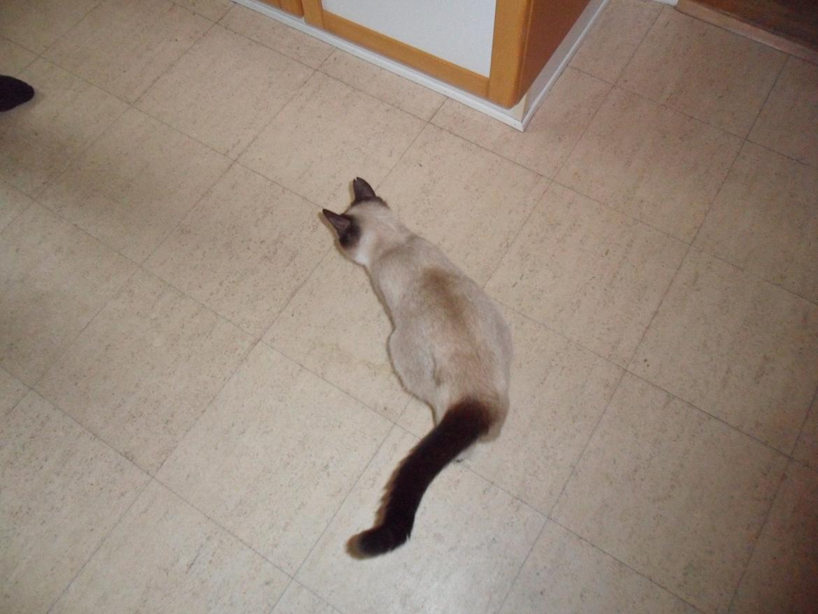 Blanding af racer Perle billede 5