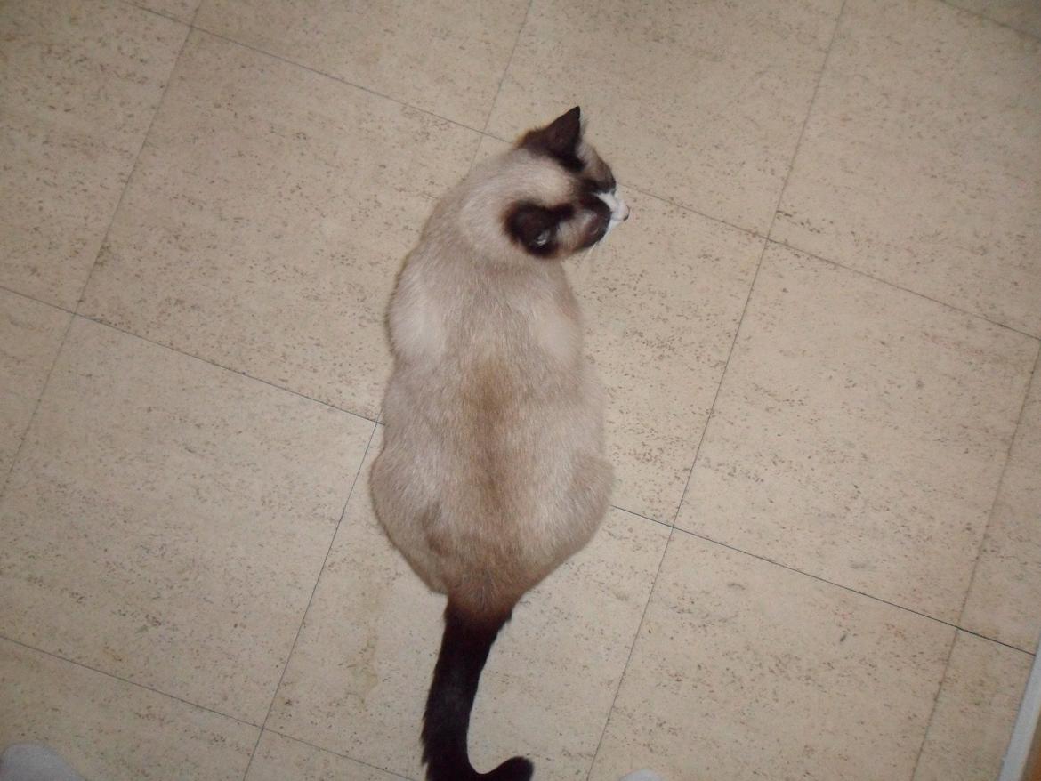 Blanding af racer Perle billede 6