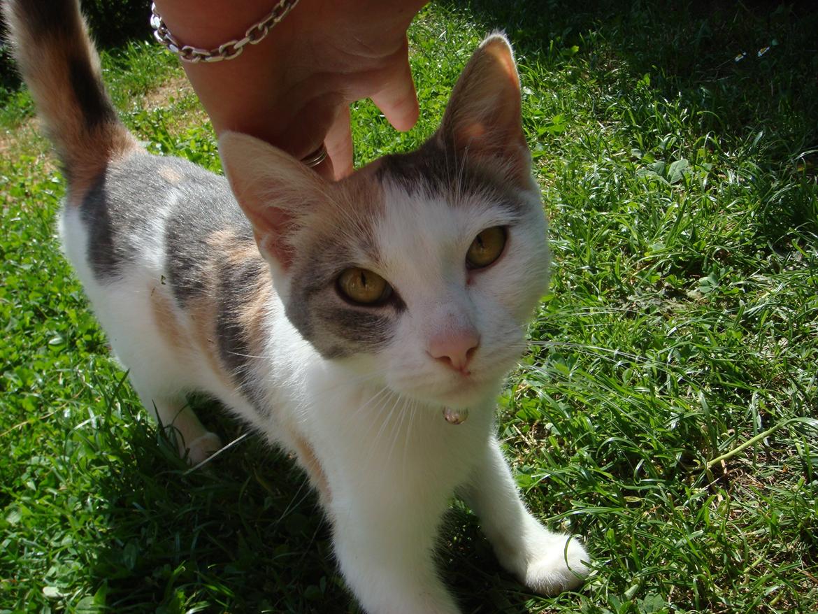Huskat Cleo <3 billede 1