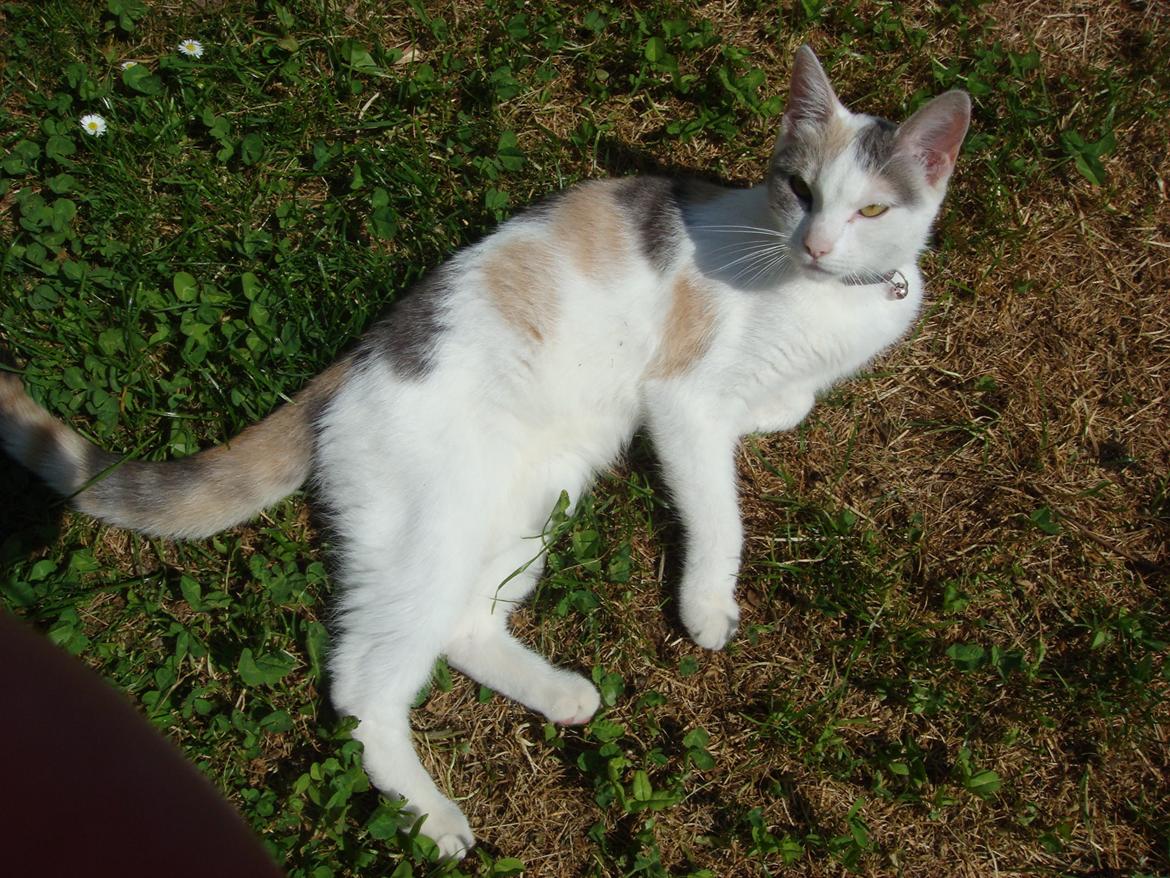 Huskat Cleo <3 billede 3