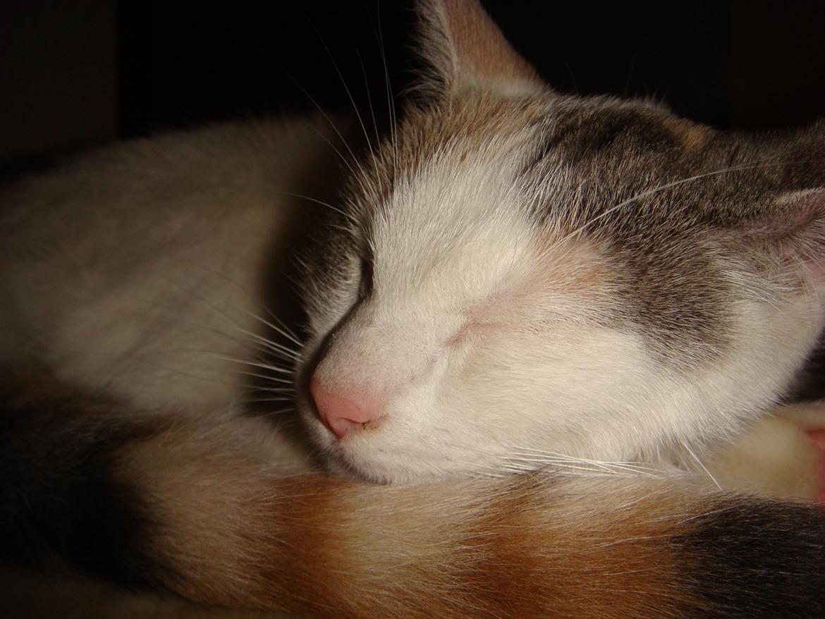 Huskat Cleo <3 billede 5