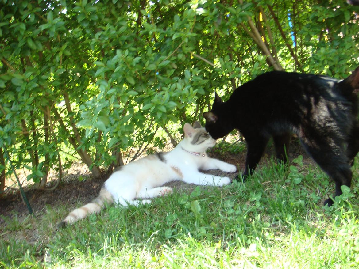 Huskat Cleo <3 billede 6