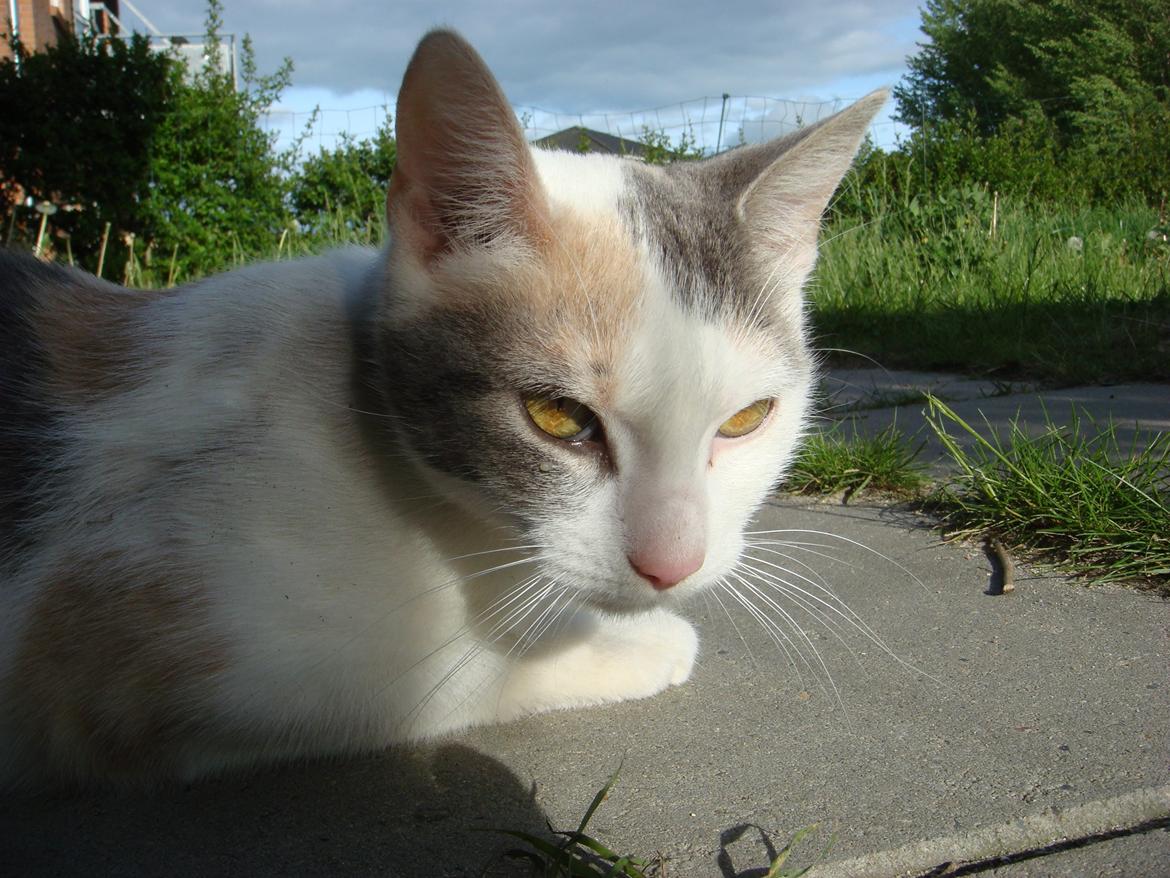Huskat Cleo <3 billede 10