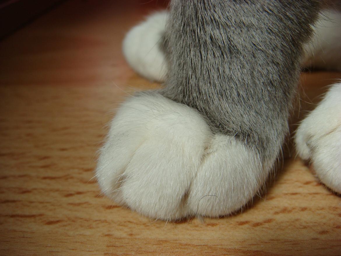 Huskat Cookie <3 billede 5