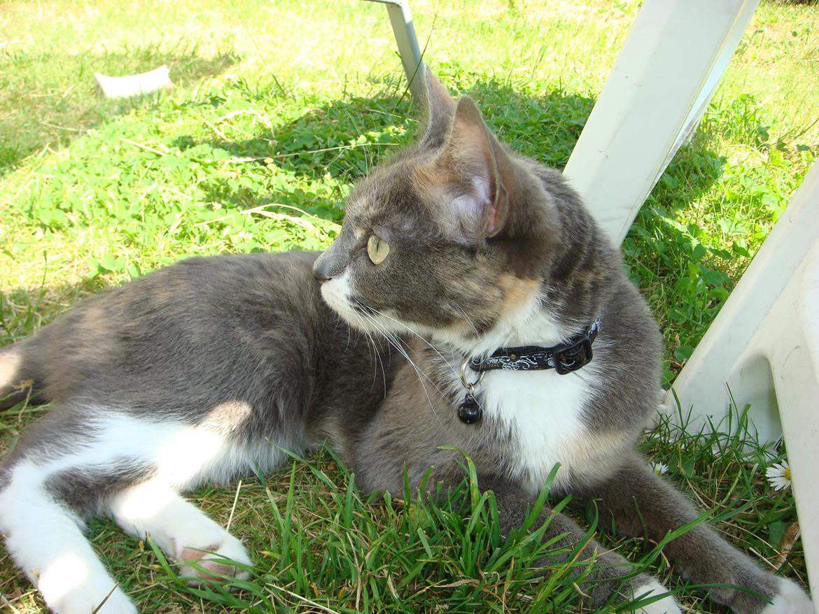 Huskat Cookie <3 billede 10