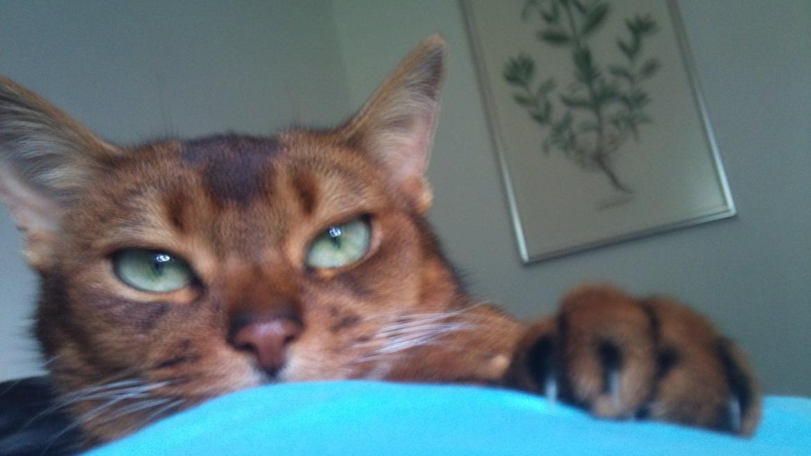 Abyssinier Miss Marilyn Monroe af Khartoum billede 1