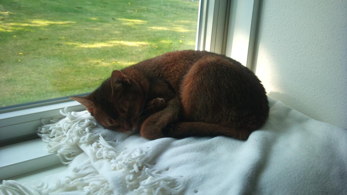 Abyssinier Miss Marilyn Monroe af Khartoum billede 2