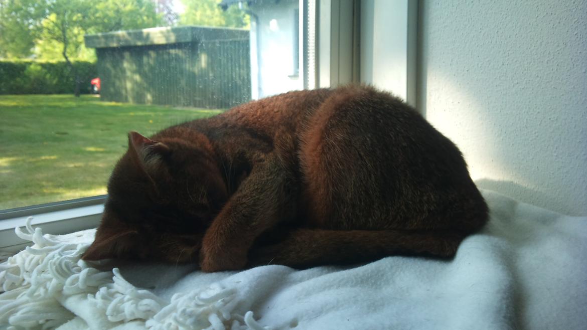 Abyssinier Miss Marilyn Monroe af Khartoum billede 3