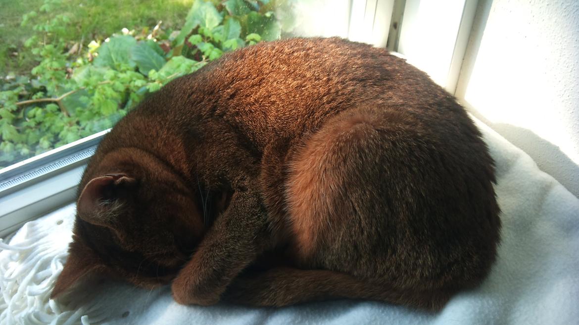 Abyssinier Miss Marilyn Monroe af Khartoum billede 4