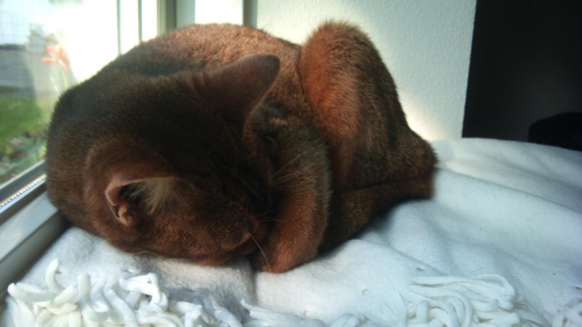 Abyssinier Miss Marilyn Monroe af Khartoum billede 5