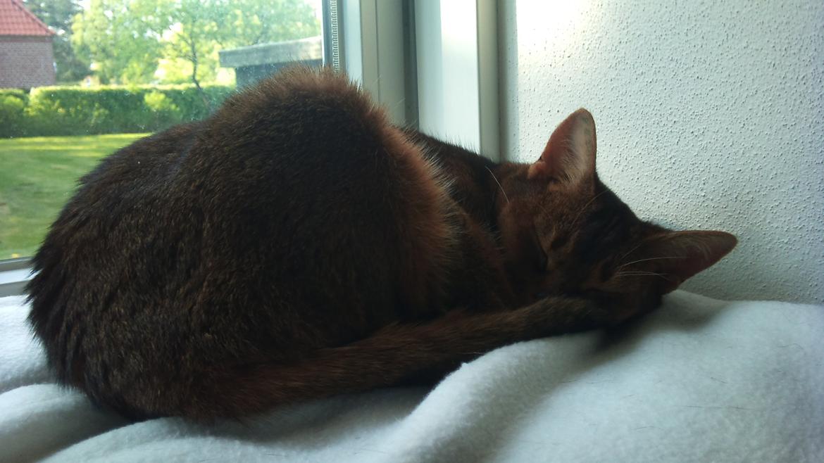 Abyssinier Miss Marilyn Monroe af Khartoum billede 6