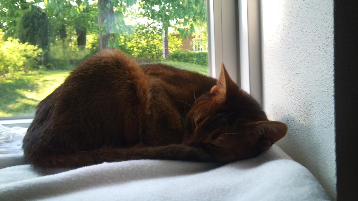 Abyssinier Miss Marilyn Monroe af Khartoum billede 7