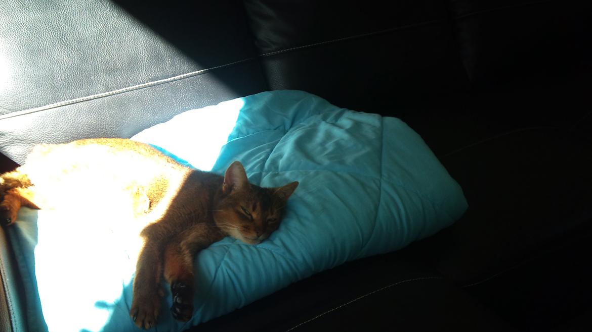 Abyssinier Miss Marilyn Monroe af Khartoum billede 8