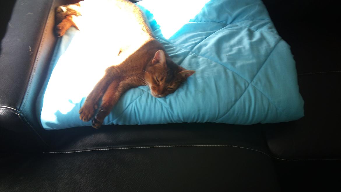 Abyssinier Miss Marilyn Monroe af Khartoum billede 9