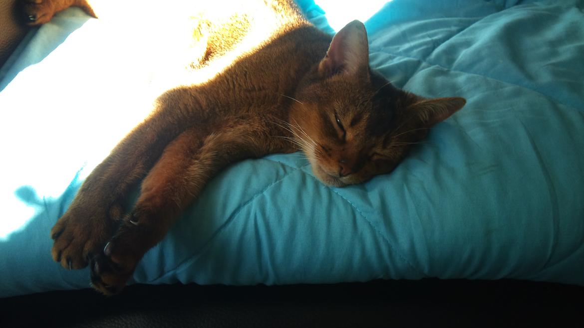 Abyssinier Miss Marilyn Monroe af Khartoum billede 10