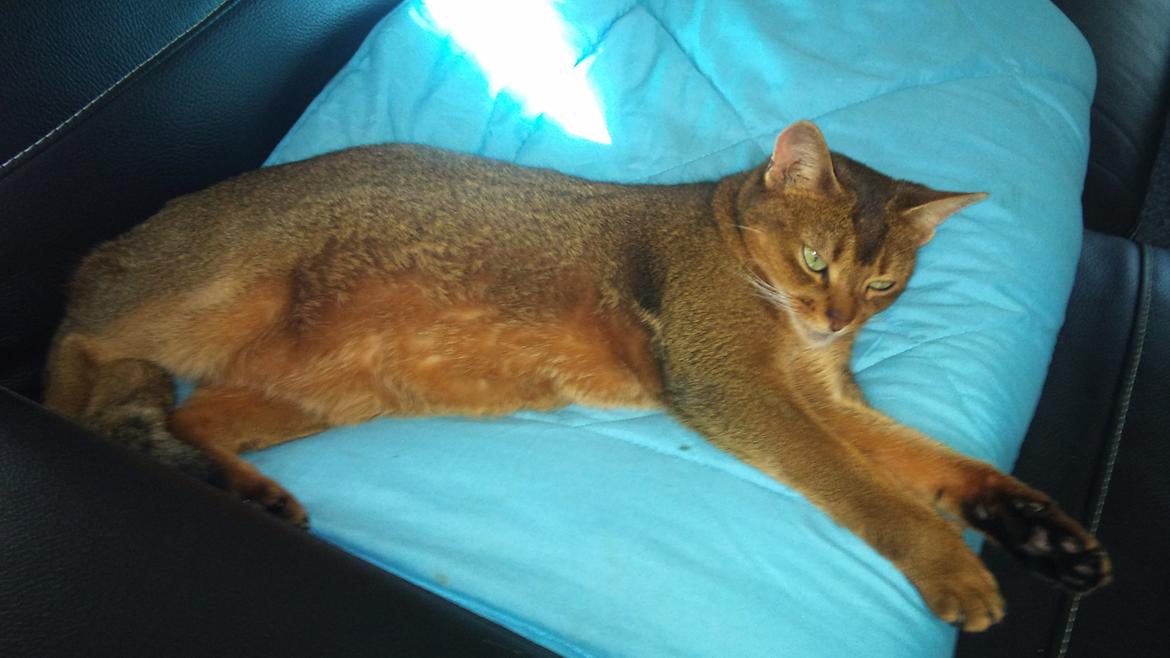 Abyssinier Miss Marilyn Monroe af Khartoum billede 11