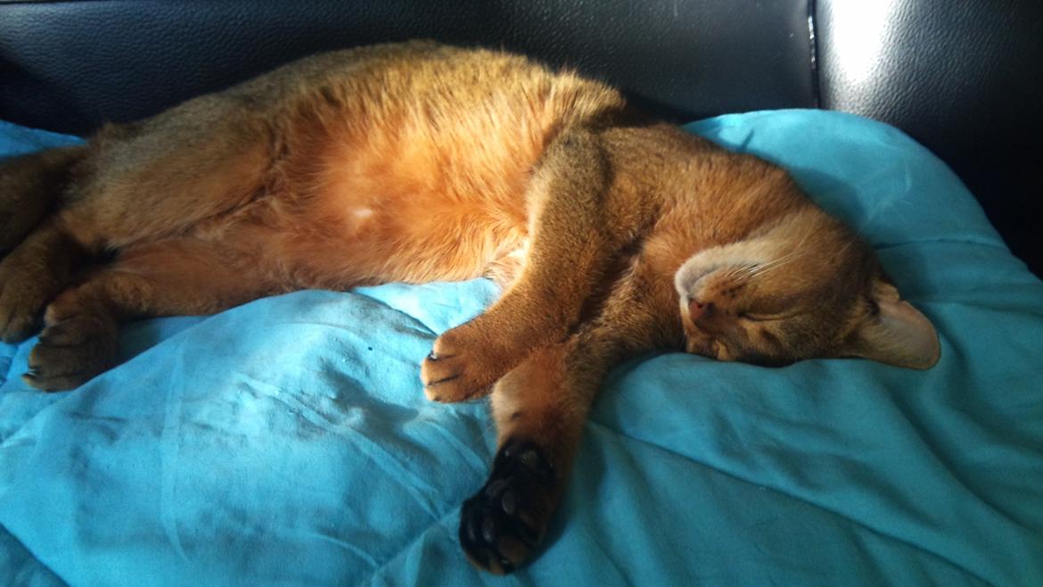 Abyssinier Miss Marilyn Monroe af Khartoum billede 12