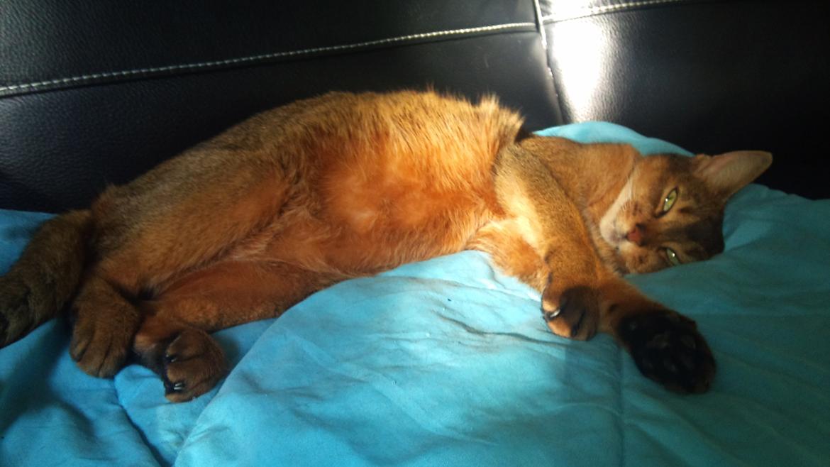 Abyssinier Miss Marilyn Monroe af Khartoum billede 13