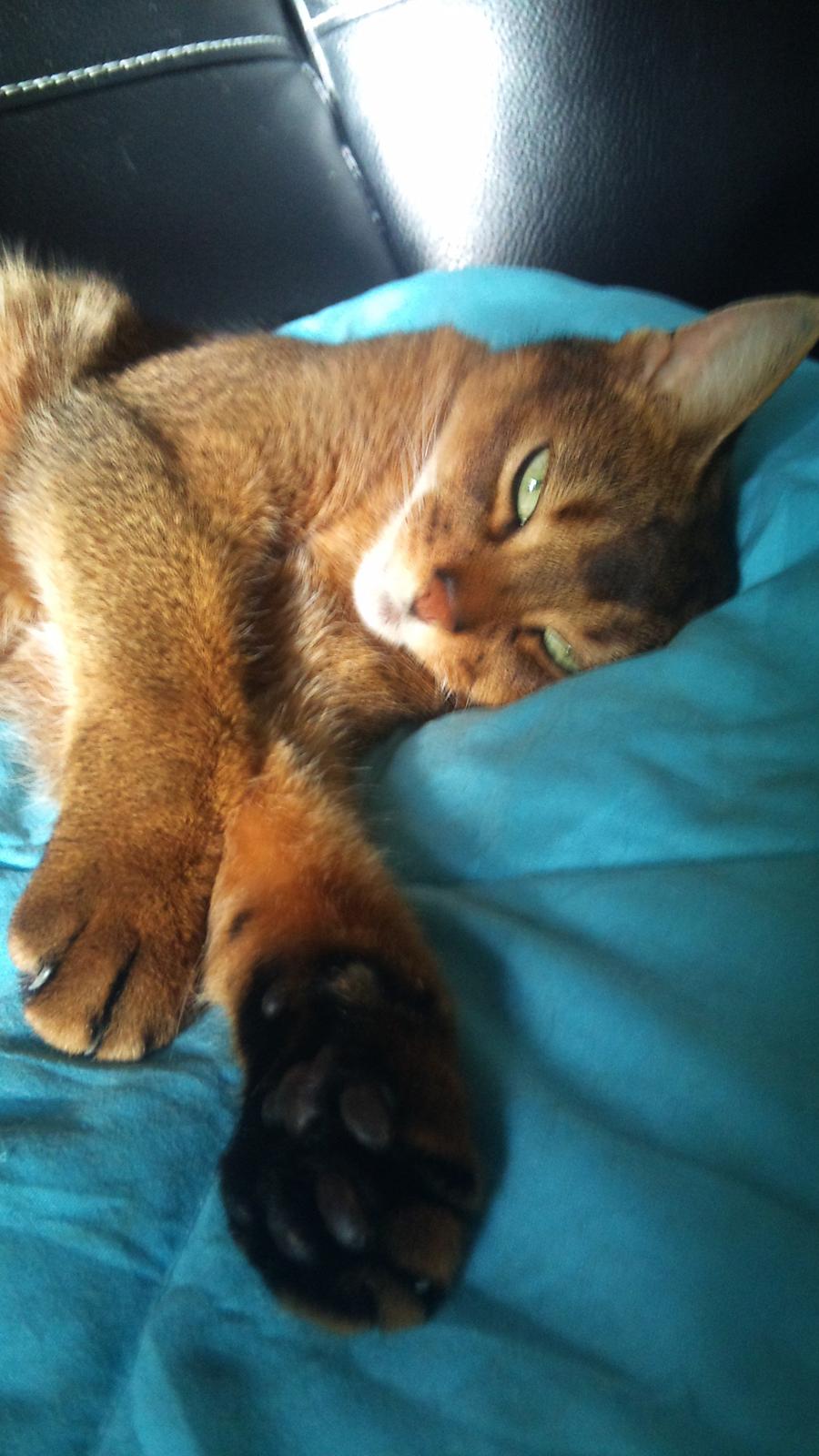 Abyssinier Miss Marilyn Monroe af Khartoum billede 14