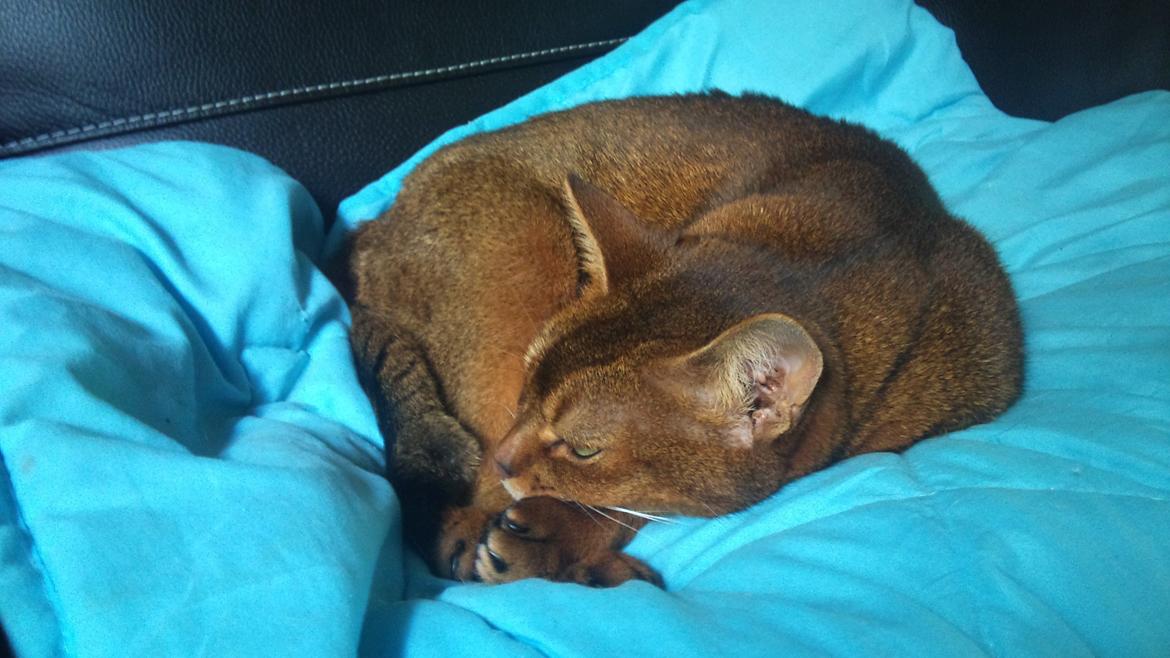 Abyssinier Miss Marilyn Monroe af Khartoum billede 15