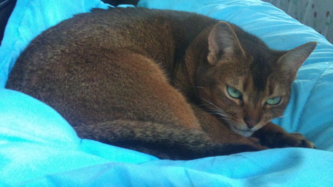 Abyssinier Miss Marilyn Monroe af Khartoum billede 16