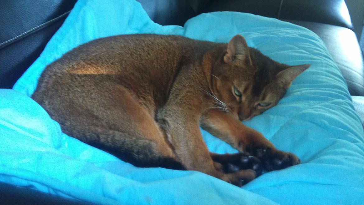 Abyssinier Miss Marilyn Monroe af Khartoum billede 17