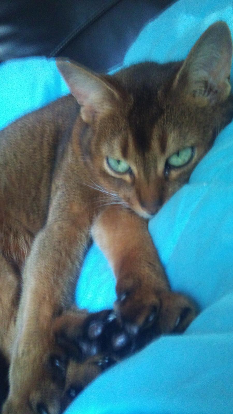 Abyssinier Miss Marilyn Monroe af Khartoum billede 18