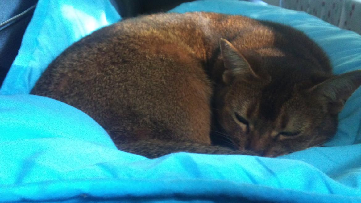 Abyssinier Miss Marilyn Monroe af Khartoum billede 19