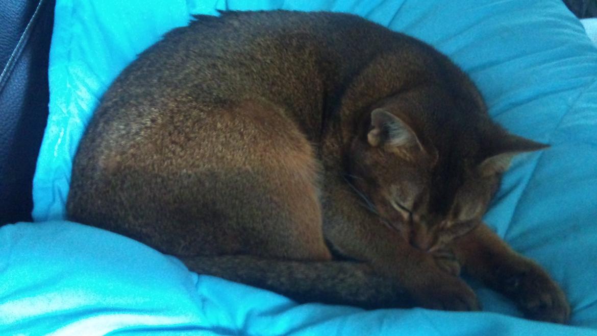 Abyssinier Miss Marilyn Monroe af Khartoum billede 20