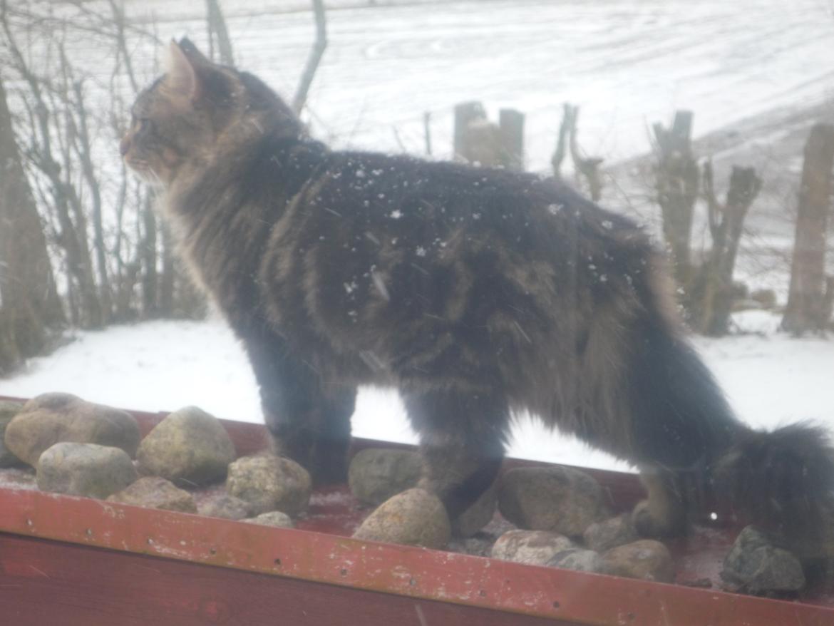 Blanding af racer Elmo - Ja nu er Elmo blevet en flot ung hankat og dette billede er fra vinteren 2010/11 billede 9