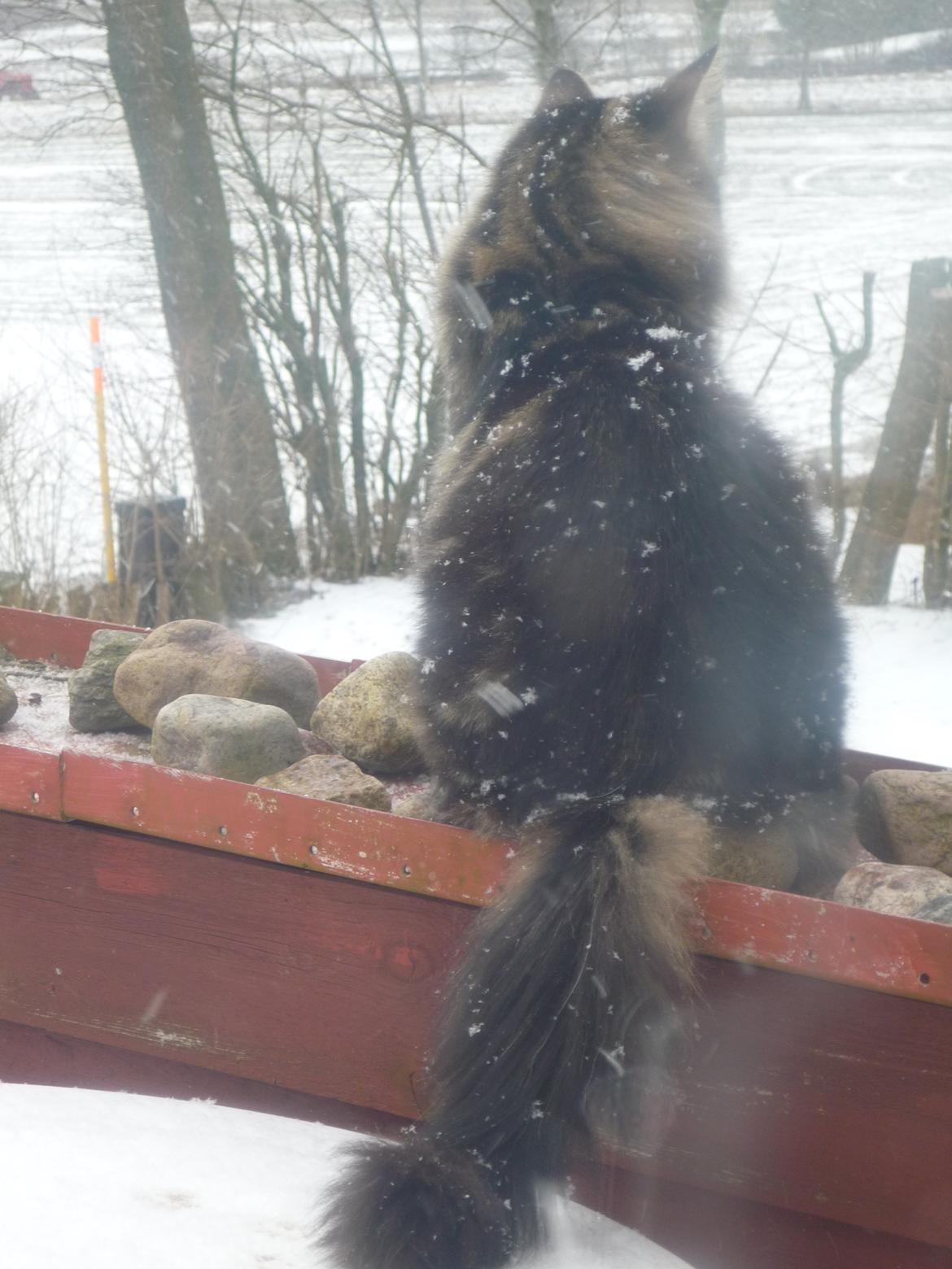 Blanding af racer Elmo billede 10