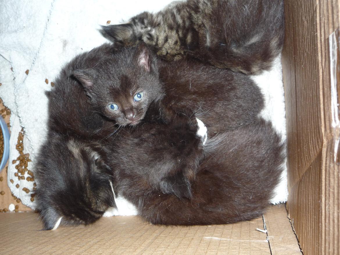 Huskat Strit billede 1