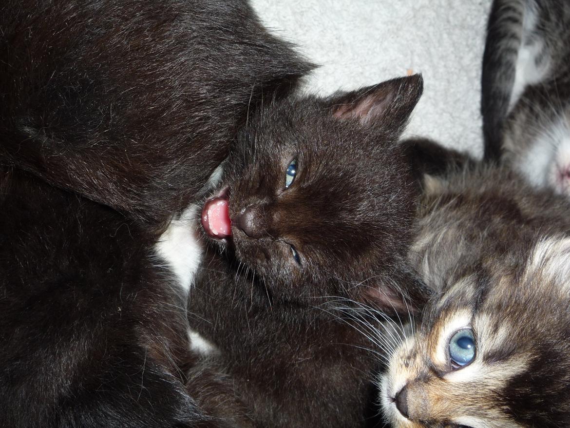 Huskat Strit billede 2