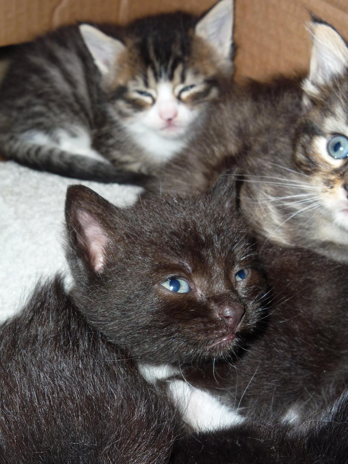 Huskat Strit billede 3