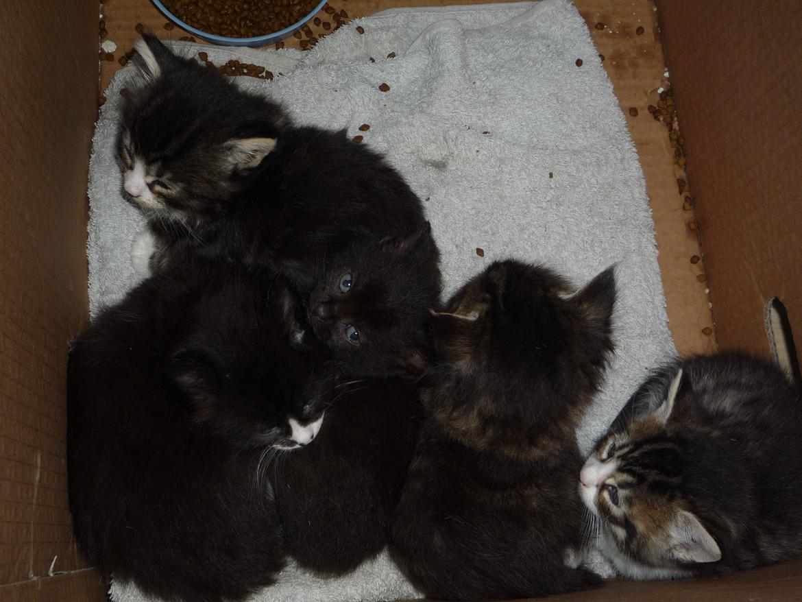 Huskat Strit billede 4