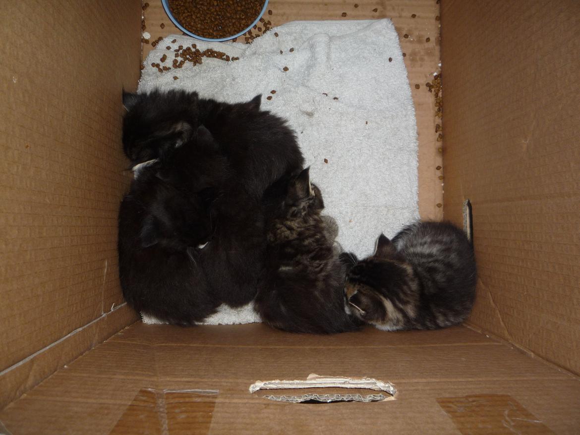 Huskat Strit billede 5