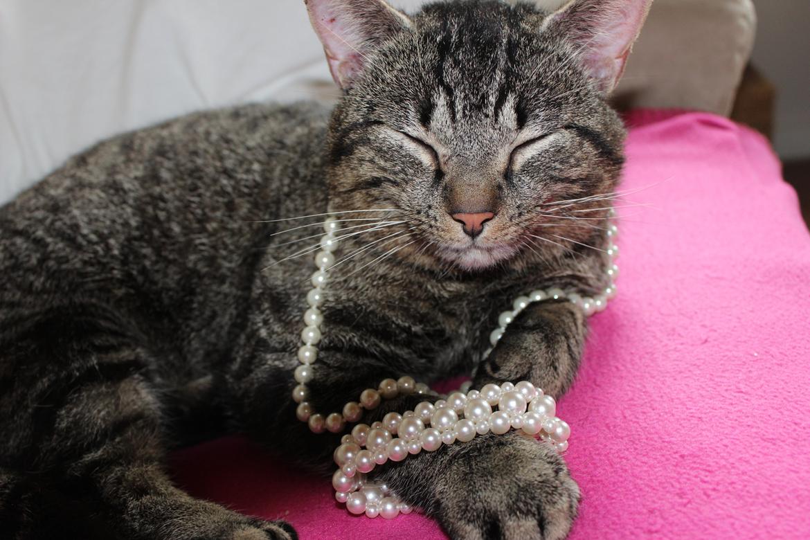 Huskat |Vincent|<3 billede 8