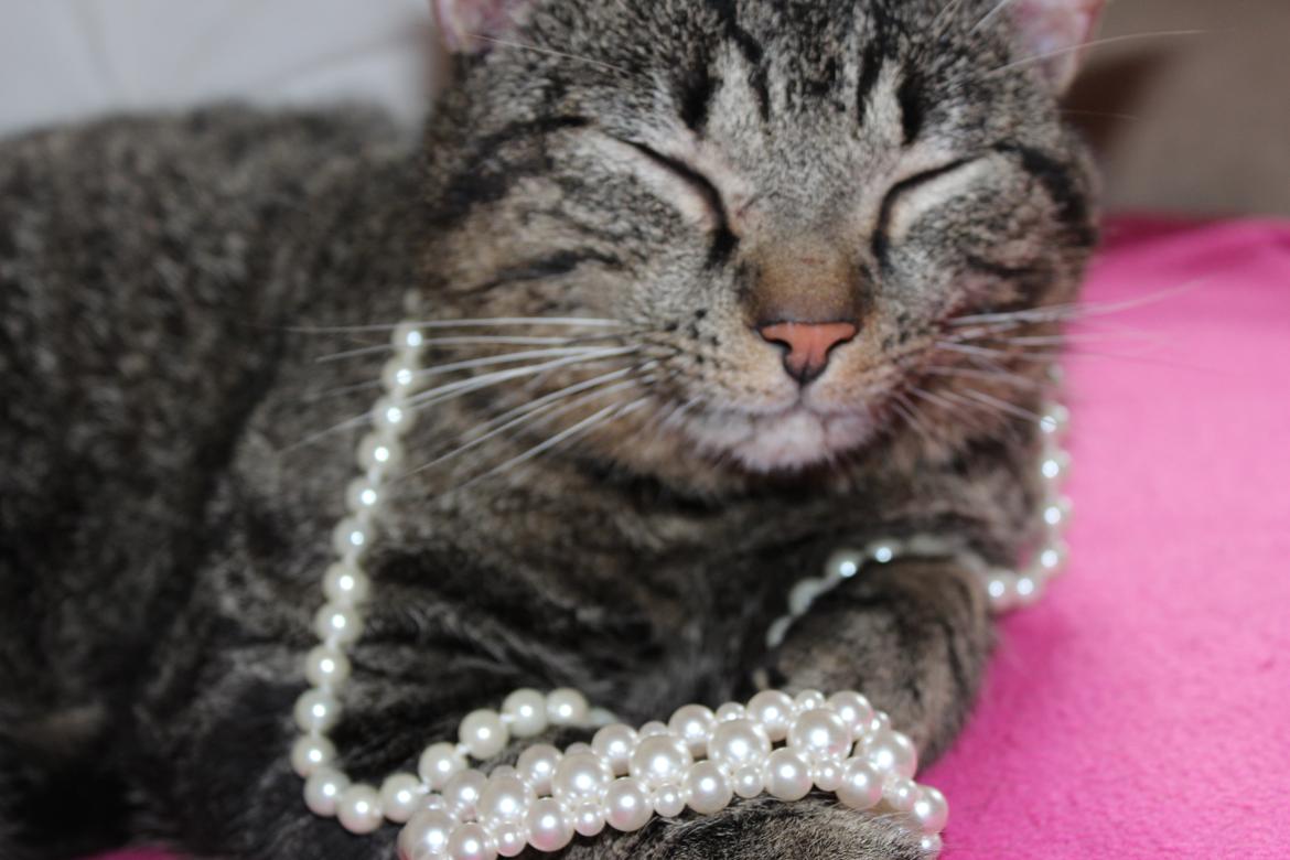 Huskat |Vincent|<3 billede 9