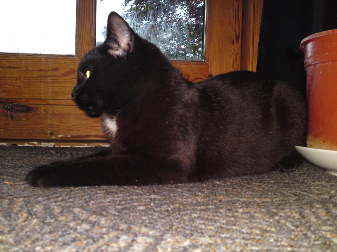 Huskat Strit billede 6