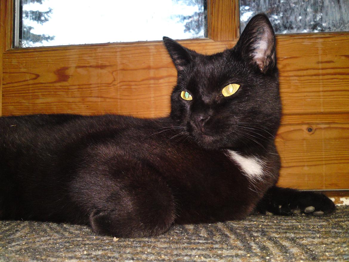 Huskat Strit billede 8