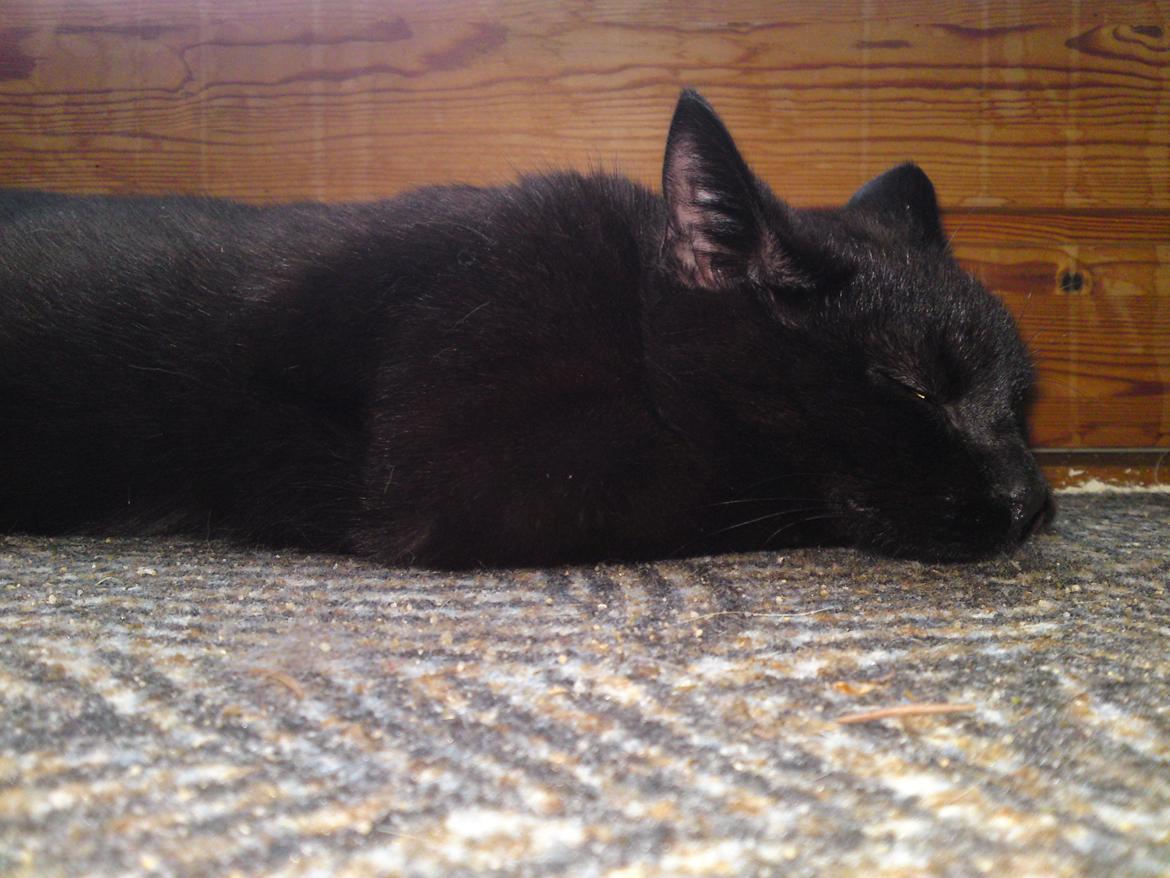 Huskat Strit billede 9