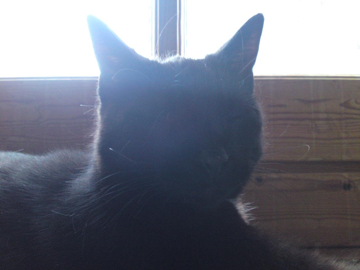 Huskat Strit billede 10