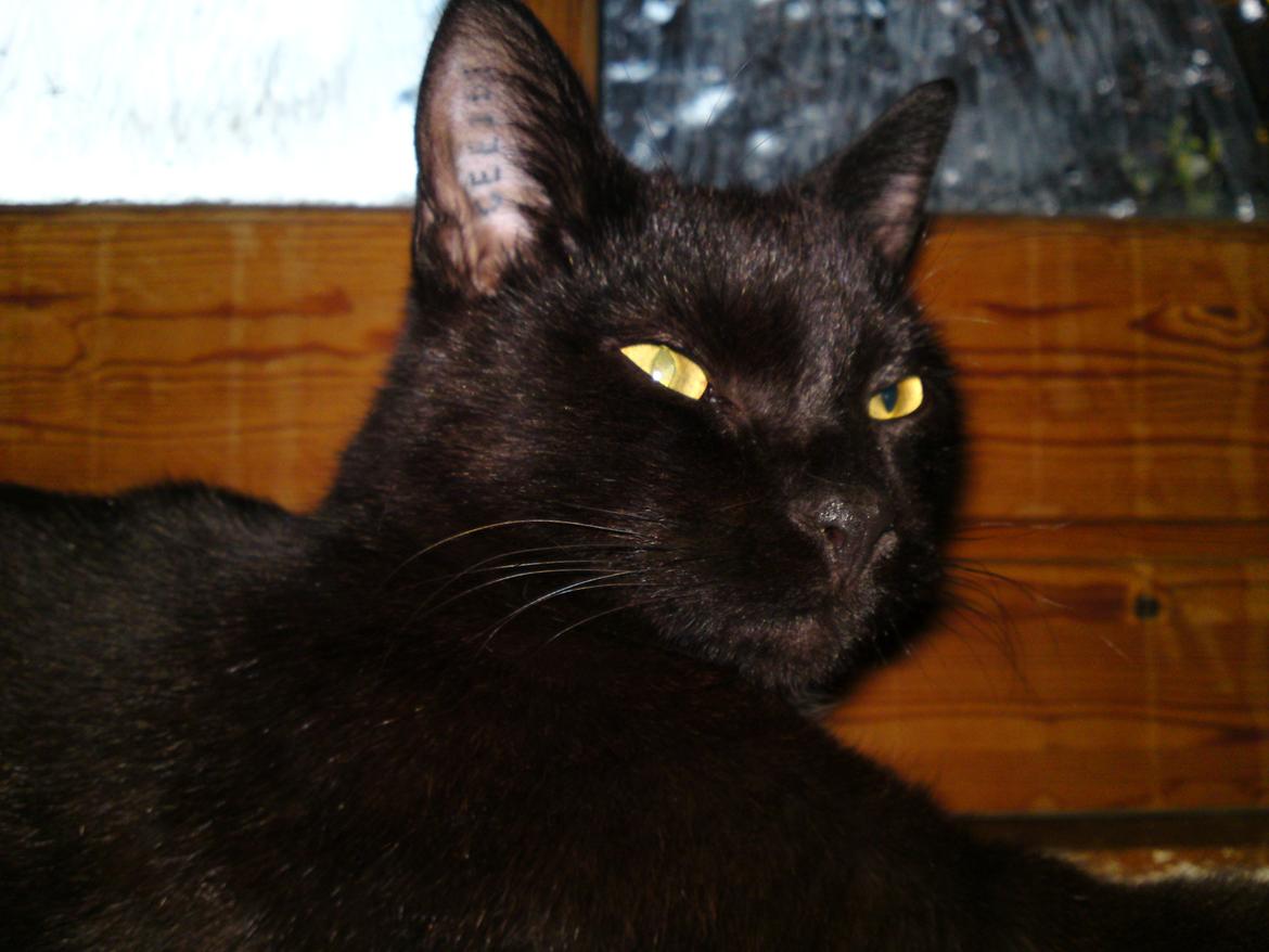 Huskat Strit billede 11