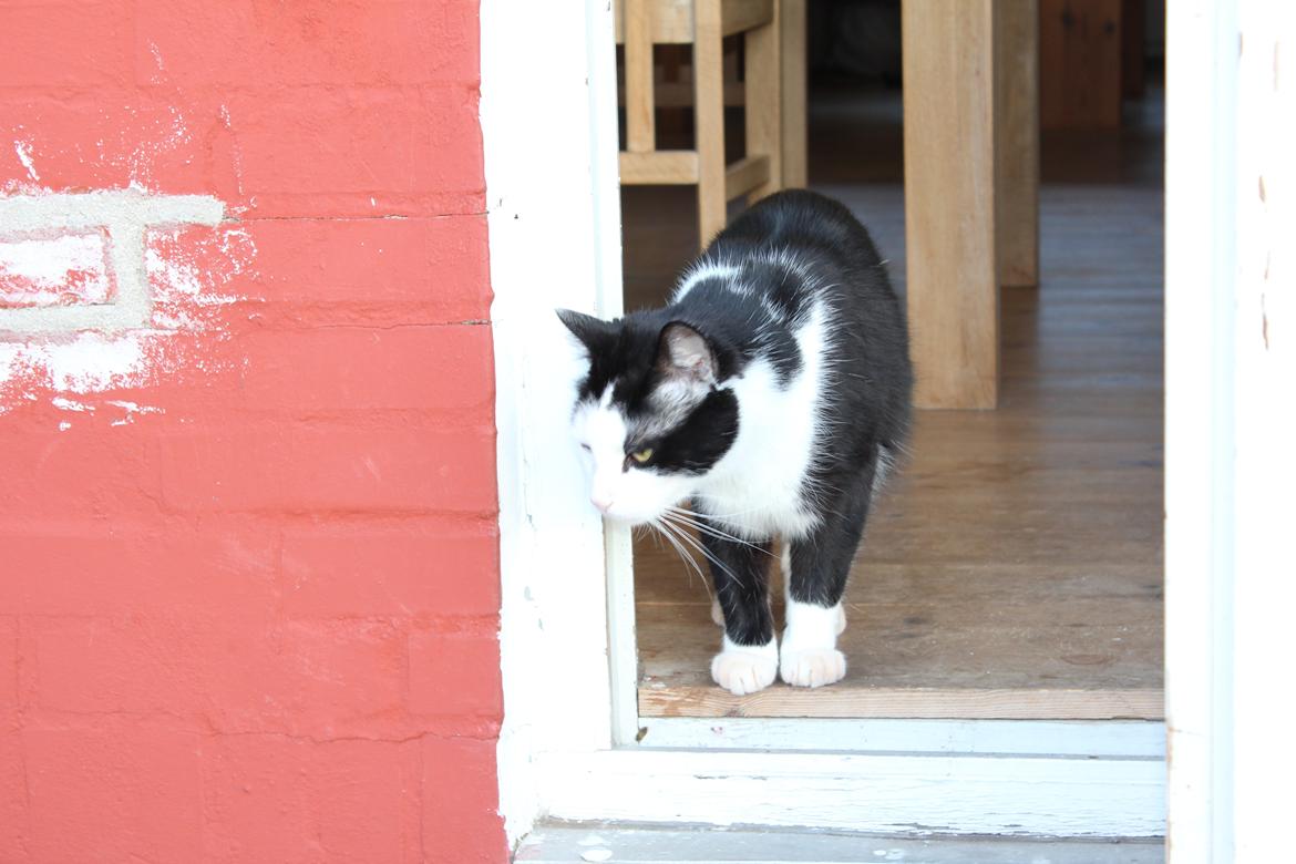 Huskat Basse billede 7