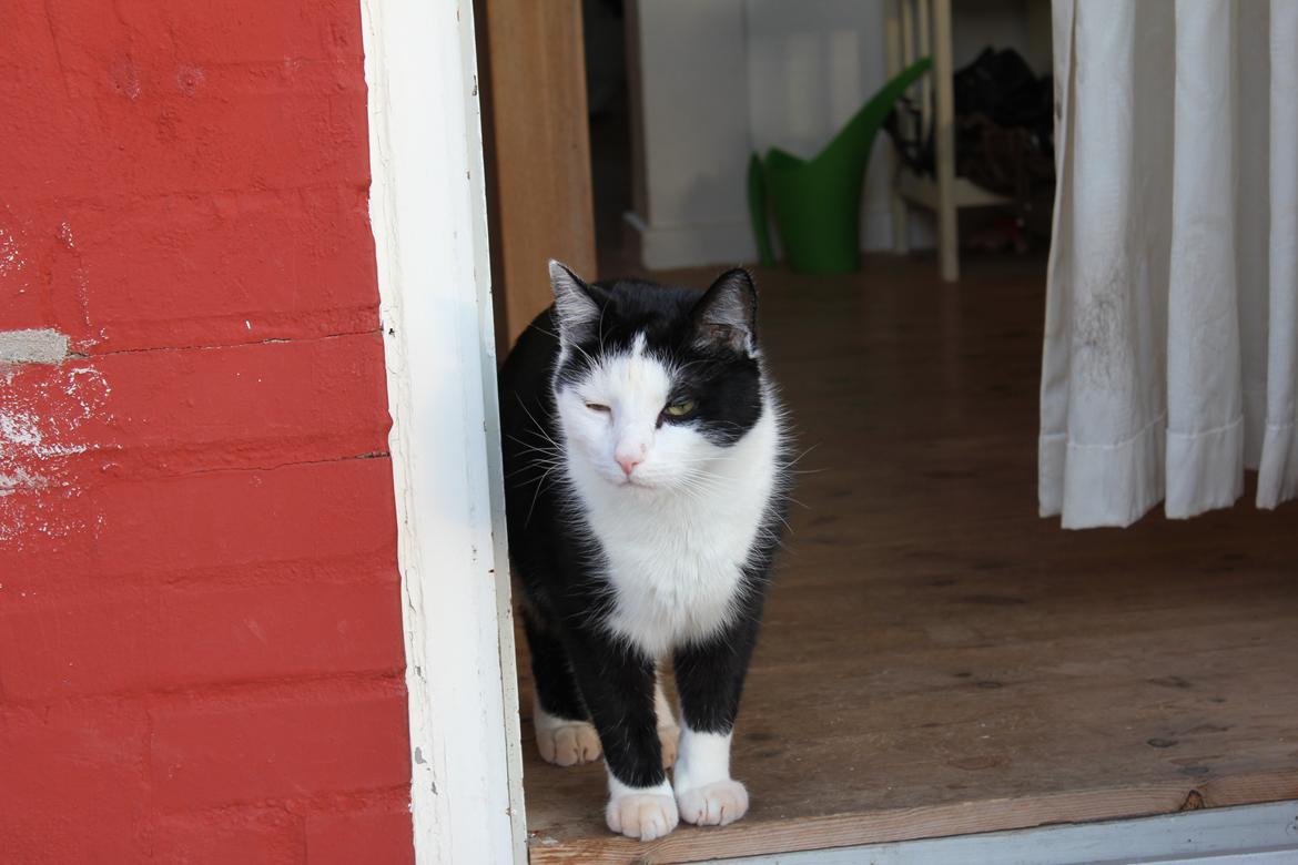 Huskat Basse billede 8