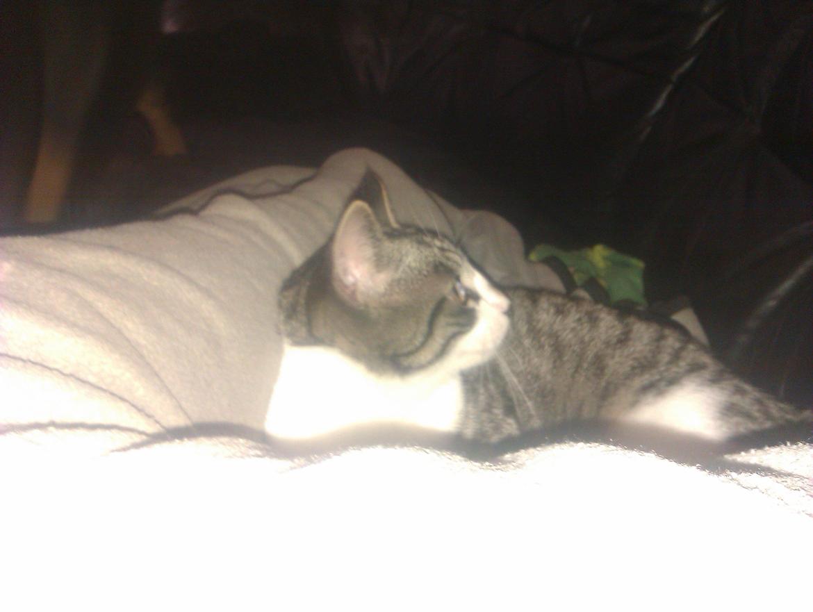 Huskat Mus billede 1