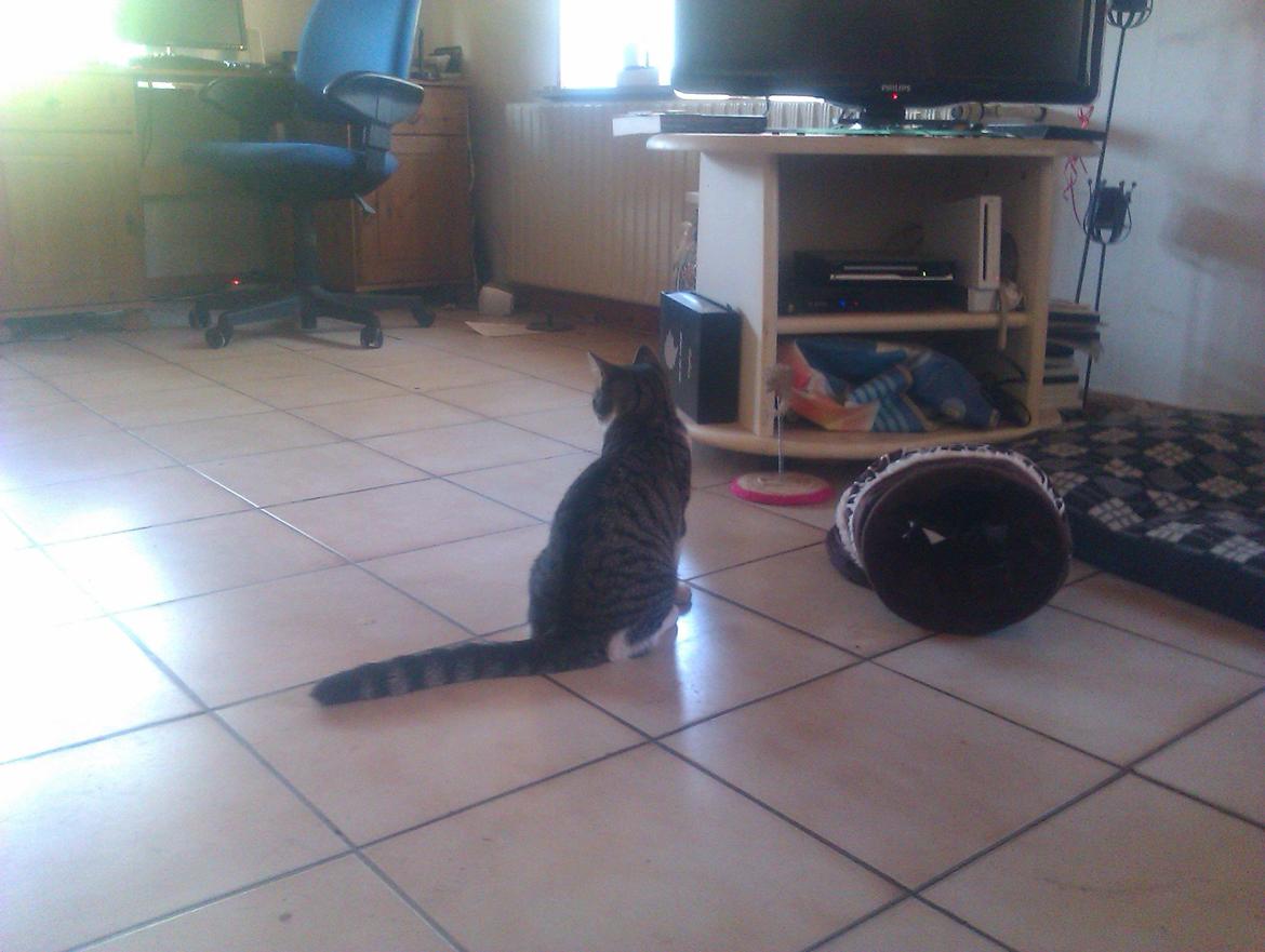 Huskat Mus billede 2